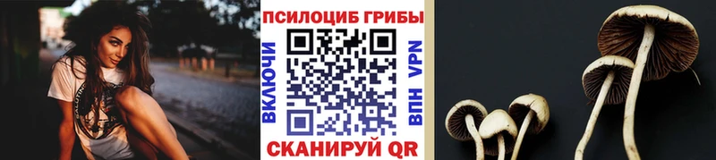 кракен   даркнет сайт  Мурино  Псилоцибиновые грибы Psilocybe 